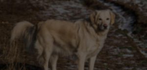 Adiestramiento canino