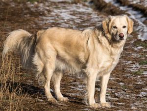 Adiestramiento canino